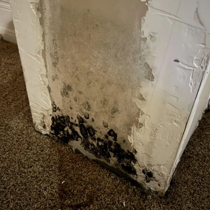 Professional Mold Removal in Fairfield, ID